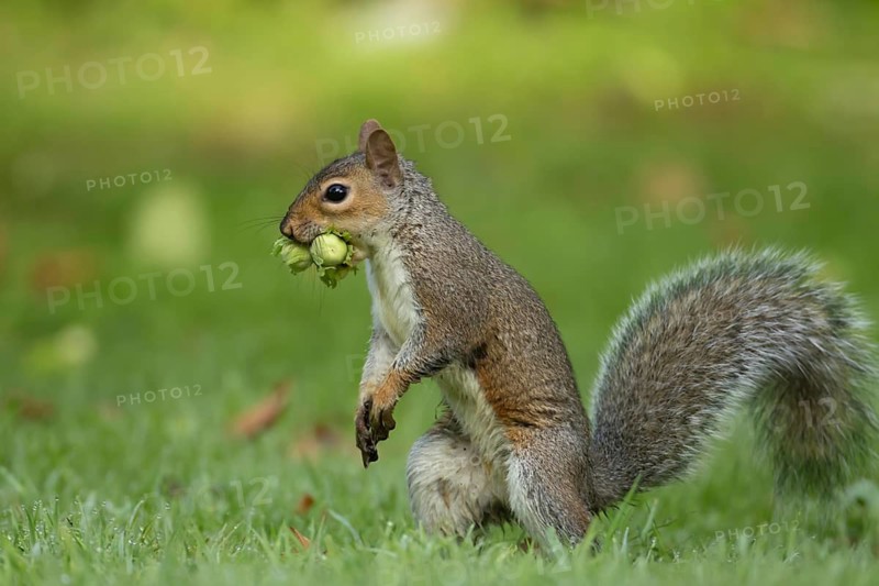Grey squirrel (Sciurus carolinensis) adult animal with two hazelnuts in its mouth on a garden lawn, Suffolk, England, United Kingdom