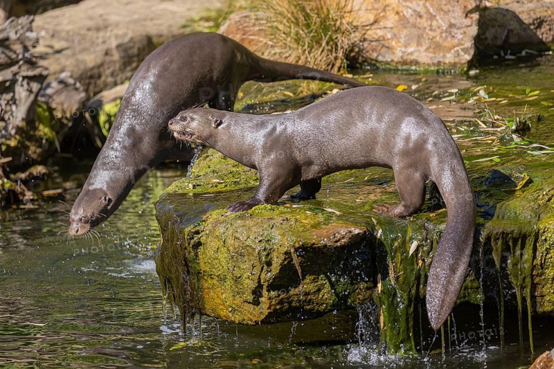 One giant otter or giant river otter (Pteronura brasiliensis) jumping down into the river from a mossy rock at a little cascade