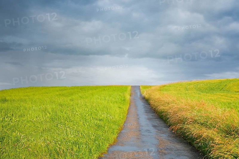Narrow field road runs between two lush green grass fields, summer thunderstorm atmosphere in the Zurich Oberland, Hombrechtikon, Switzerland