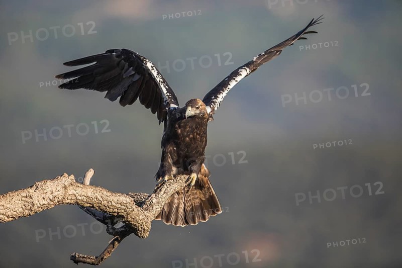 Iberian Eagle (Aquila adalberti), Spanish imperial eagle, Extremadura, Castilla La Mancha, Spain