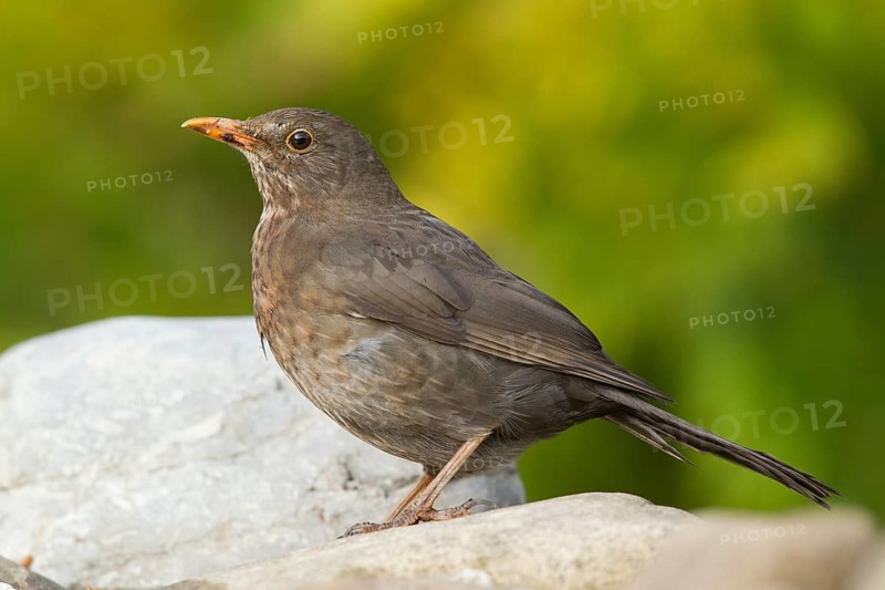 Common Blackbird (Turdus merula) female perched on a stone, Bavaria, Germany