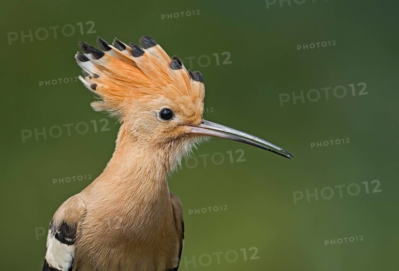 Eurasian Hoopoe (Upupa epops), Aosta Valley, Italy