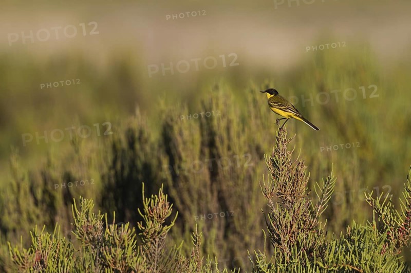 Western Yellow Wagtail (Motacilla flava feldegg), Cyprus
