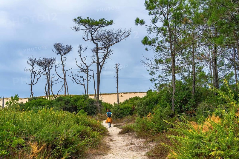 Woman hiking on a sandy trail through a pine forest with large sand dunes in the background under a cloudy sky, enjoying nature during vacation in messanges, landes, france