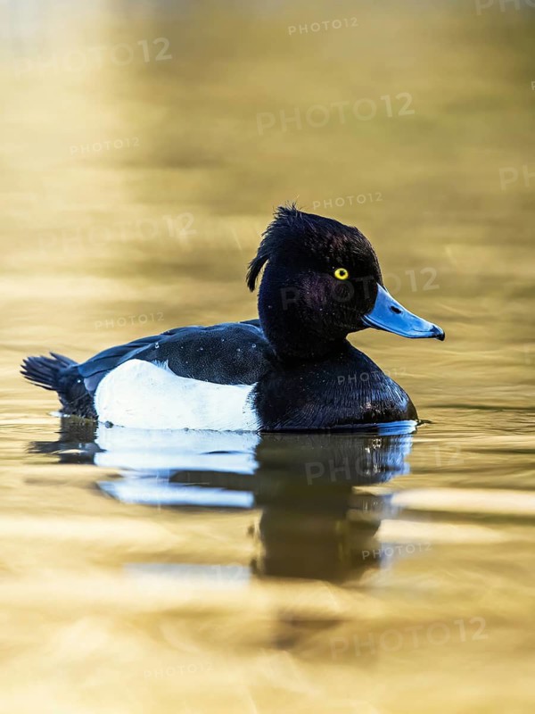 Male of Tufted Duck, Aythya fuligula, bird on water at winter time