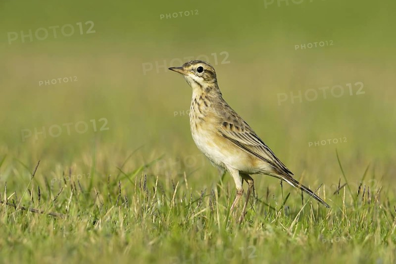 Paddyfield Pipit (Anthus rufulus), Thailand