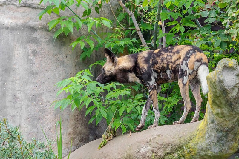 An African Wild Dog, Lycaon pictus, stands in front of some green vegetation on a thick branch of a tree