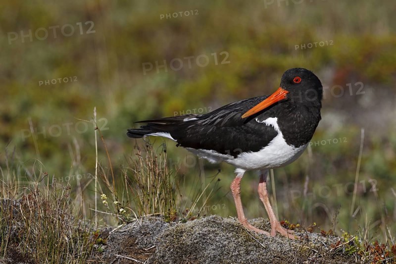 Eurasian Oystercatcher (Haematopus ostralegus), Iceland