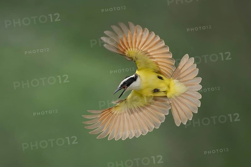 Great Kiskadee (Pitangus sulphuratus) calling in flight, Texas, USA