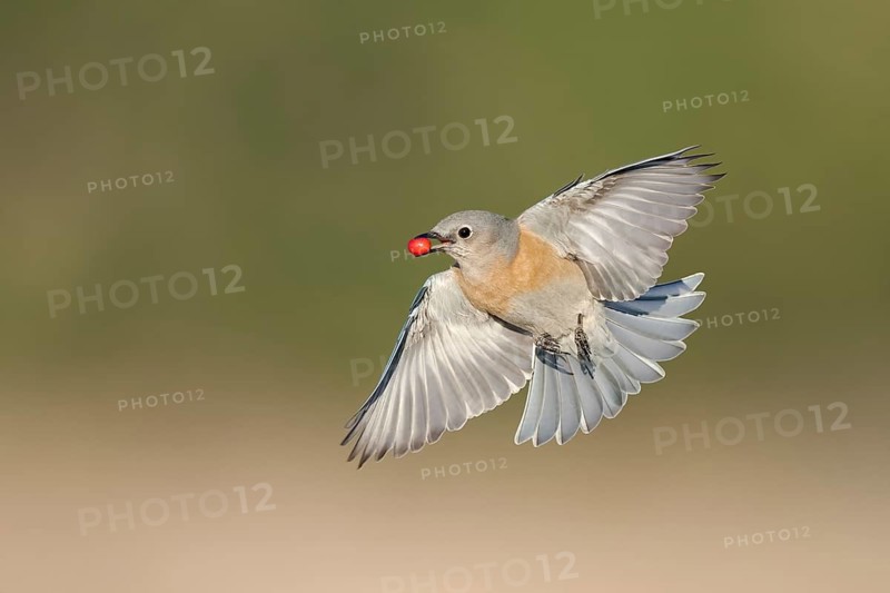 Western Bluebird (Sialia mexicana) flying flying with a red berry in its beak, California, USA
