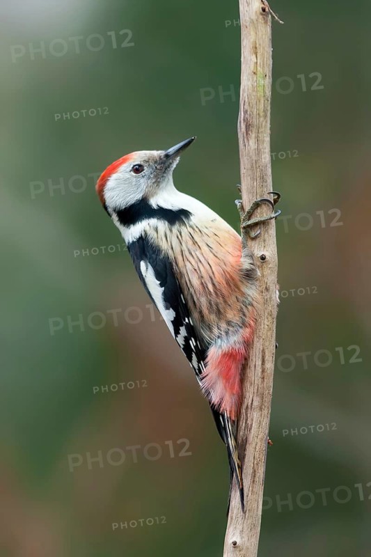 Middle Spotted Woodpecker (Dendrocoptes medius), Baden-Wuerttemberg, Germany