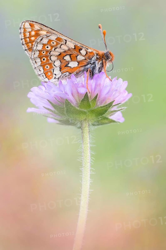 Goldener Scheckenfalter (Euphydryas aurinia ssp. beckeri)