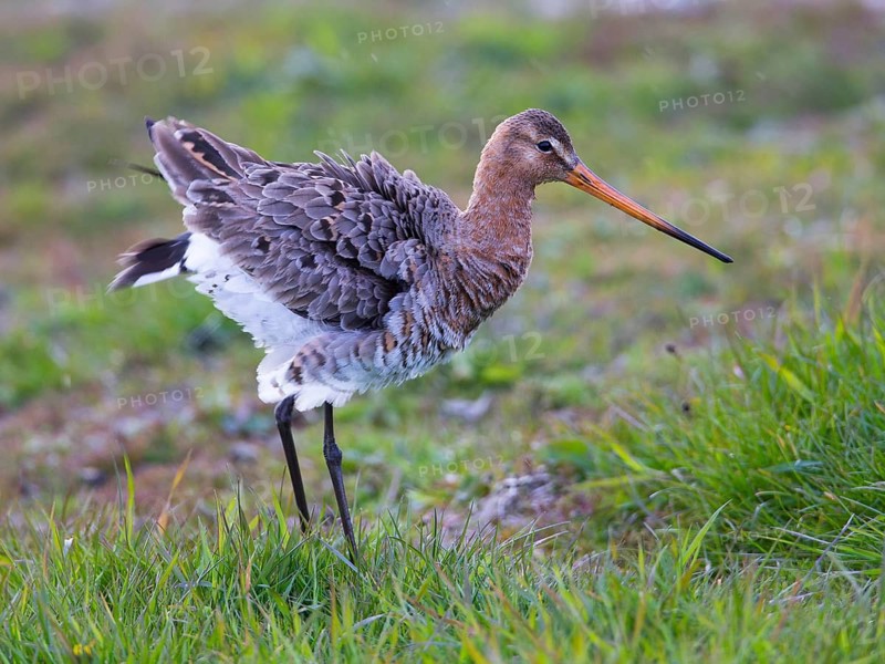Black-tailed Godwit (Limosa limosa) foraging in marshland, North Holland, Netherlands