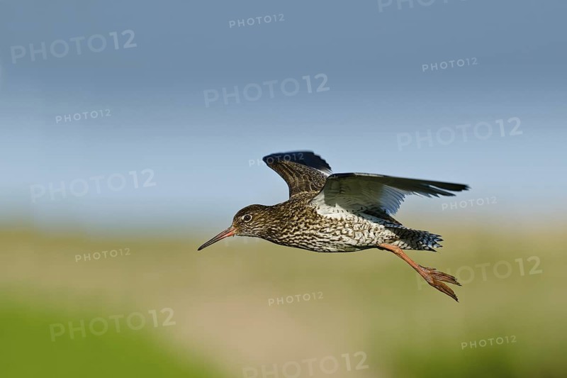 Common Redshank (Tringa totanus), Schleswig-Holstein, Germany