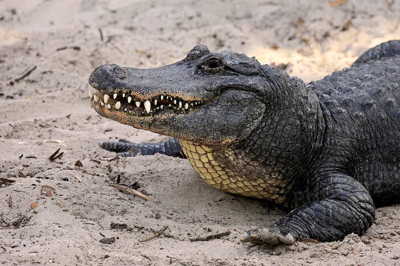 Mississippi Alligator (Alligator mississippiensis), pike alligator, adult, friendly, portrait, smiling, on land, in the sand, Florida, USA, North America