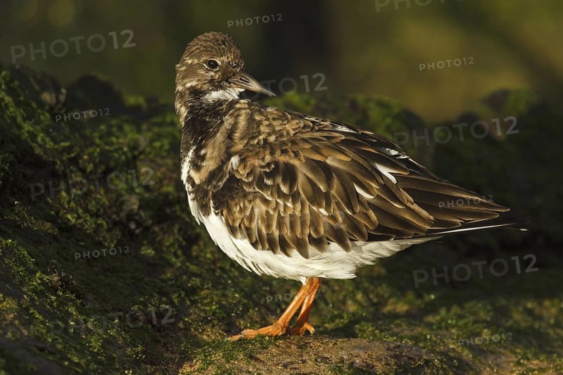 Ruddy Turnstone (Arenaria interpres), Asturias, Spain