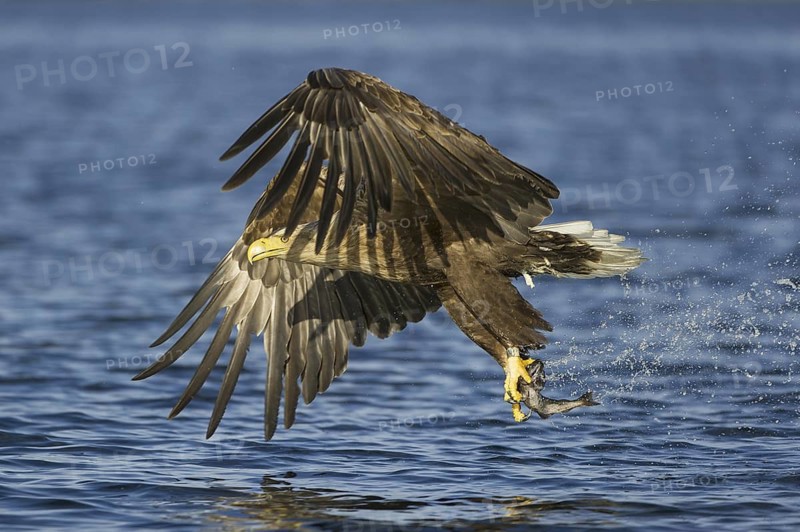 White-tailed Eagle (Haliaeetus albicilla) flying, Nord-Trondelag, Norway