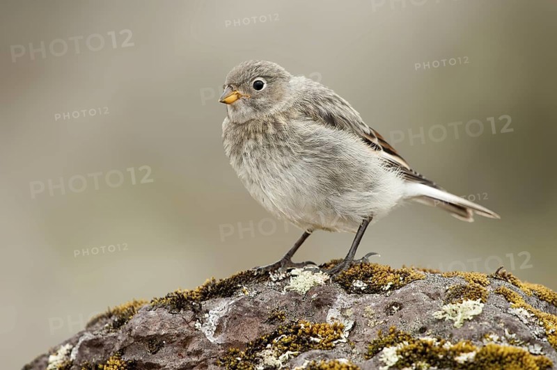 Snow Bunting (Plectrophenax nivalis), female, Alaska, USA