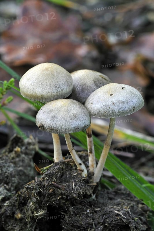 Dung roundhead, halfglobe mushroom, hemispheric stropharia (Protostropharia semiglobata) (Stropharia semiglobata) (Psilocybe semiglobata)