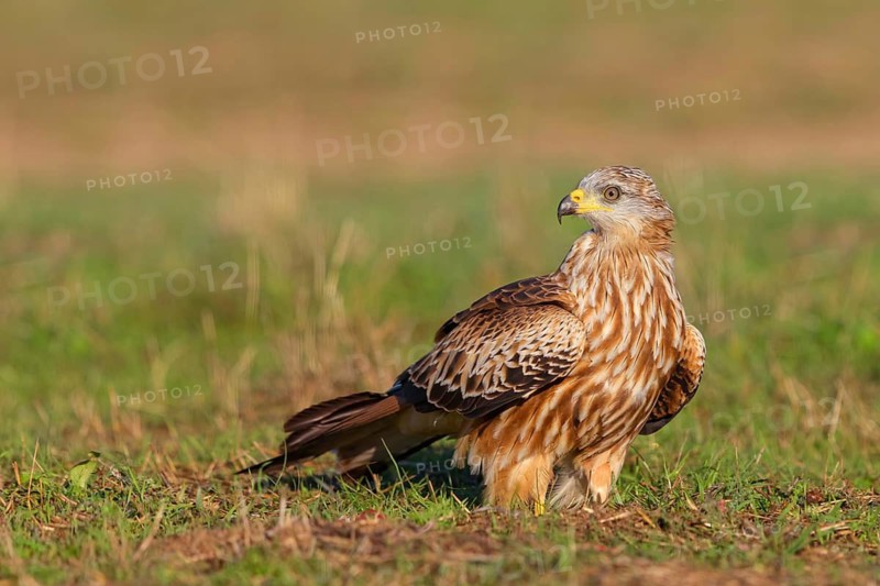 Red Kite, Red Kite, Montagu's Harrier, (Milvus milvus), King Harrier, Bird of Prey, Hides De Calera / Steppe Raptors, Calera Y Chozas, Castilla La Mancha / Toledo, Spain