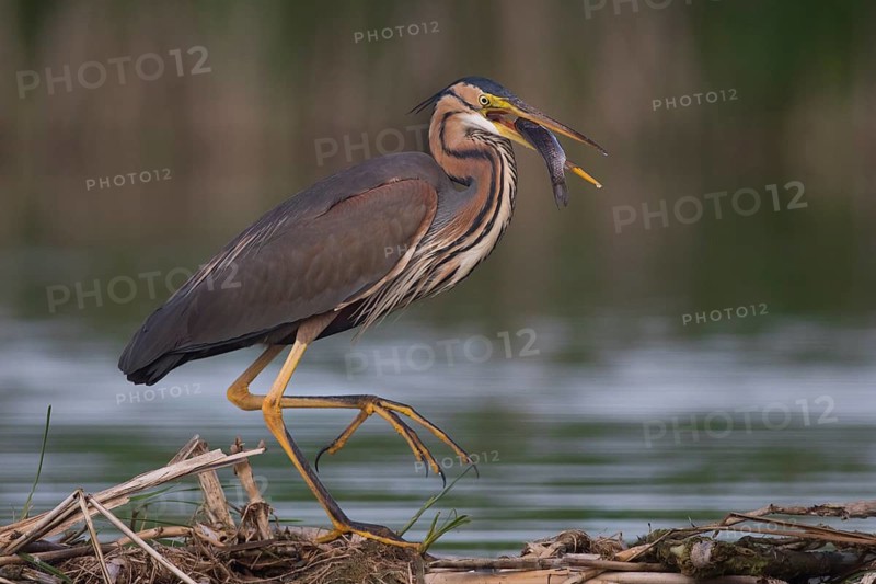 Purple Heron (Ardea purpurea) with fish prey in beak, Subotica, Serbia