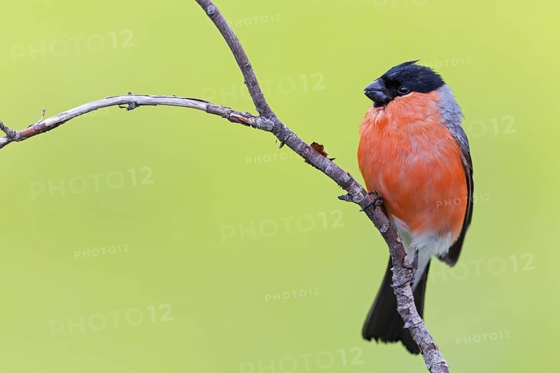 Bullfinch (Pyrrhula pyrrhula), animals, birds, finch family, Varanger Bird Park, Finnmark, Norway