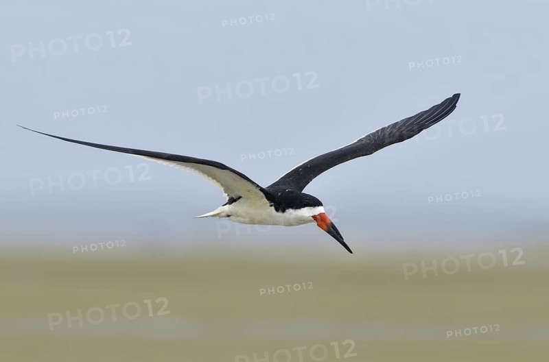 Black Skimmer (Rynchops niger) flying, Texas, USA