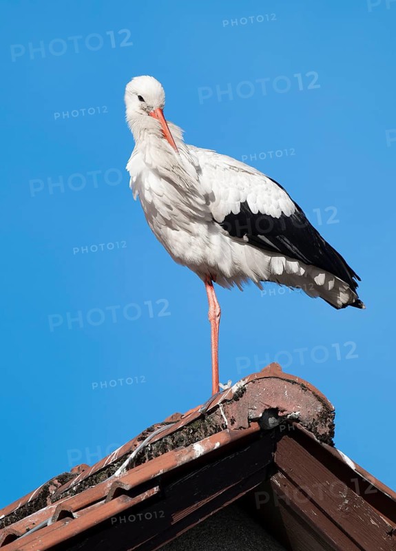White stork (Ciconia ciconia) standing on the roof of a house, blue sky, Lower Saxony, Germany