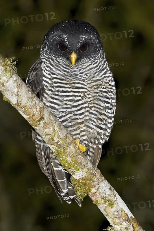 Black-banded Owl (Strix huhula), Ecuador