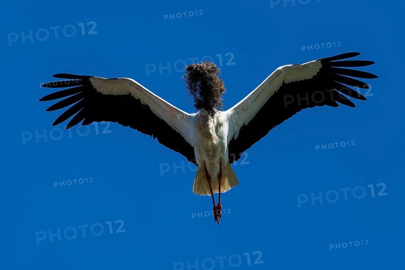 Stork flying in front of a clear blue sky with nest material in its beak, White Stork (Ciconia ciconia), wildlife, Germany