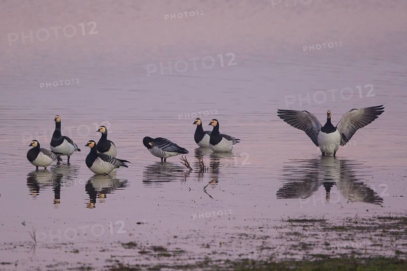 Barnacle Goose (Branta leucopsis), North Rhine-Westphalia, Germany