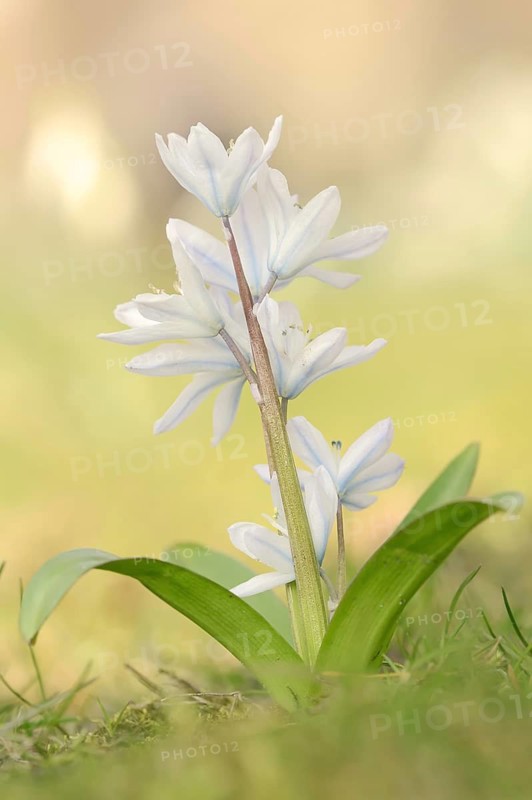 Mishchenko's bluestem or Caucasian bluestem (Scilla mishchenkoana, Othocallis mishchenkoana), ornamental plant, North Rhine-Westphalia, Germany
