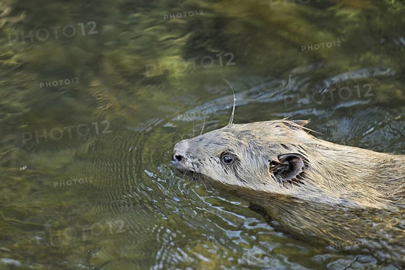 Eurasian beaver, European beaver (Castor fibre), swimming in a stream, Canton Zug, Switzerland