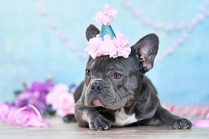 French Bulldog with birthday part hat lying down in front of blurry purple background with paper streamers