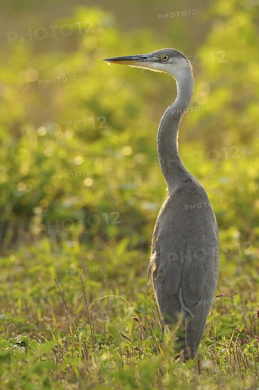 Grey Heron (Ardea cinerea), Baden-Wuerttemberg, Germany