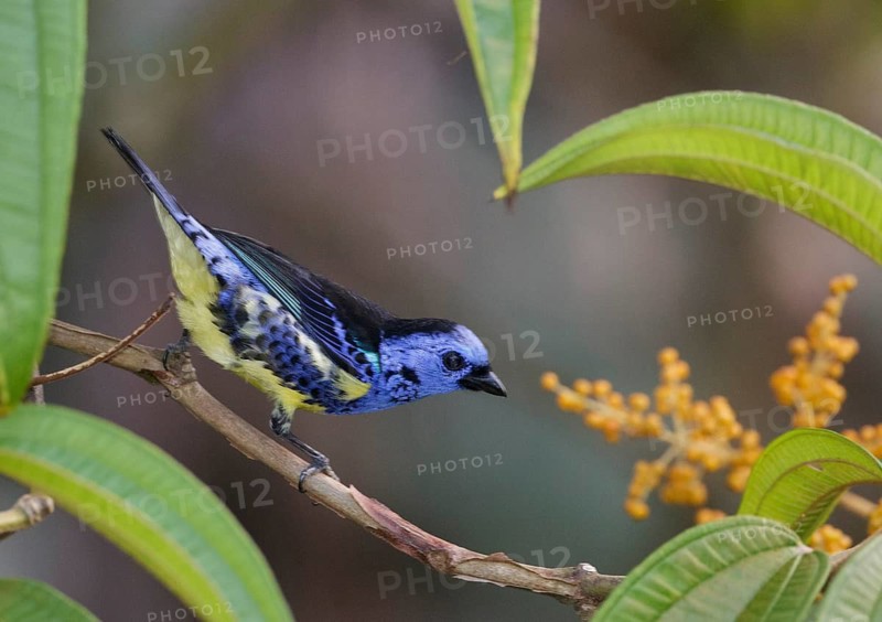 Turquoise Tanager (Tangara mexicana), Asa Wright, Trinidad