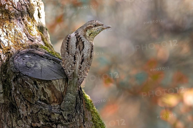 Eurasian Wryneck (Jynx torquilla), Saxony-Anhalt, Germany