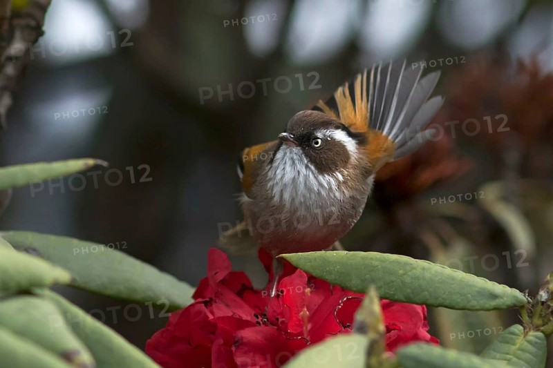White-browed Fulvetta (Fulvetta vinipectus) feeding on Rhododendron nectar, West Bengal, India
