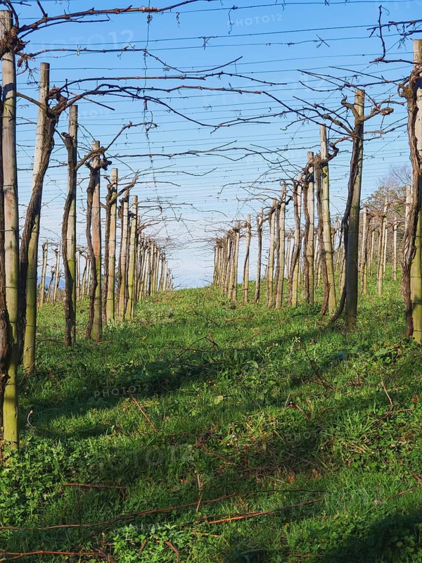 A tranquil scene capturing lush green vegetation between the rows of a dormant vineyard under a clear sky, showcasing the beauty of nature