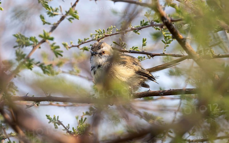 Prinia flavicans, sitting on the branch of an acacia tree, Kubu Island (Lekubu), Botswana