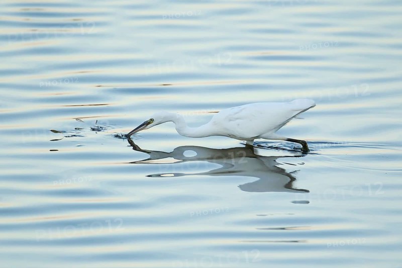 Little egret (Egretta garzetta) adult bird fishing diving its head into a shallow lagoon as three fish jump out of the water, England, United Kingdom