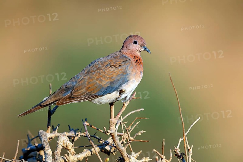 Palm Pigeon, Senegal Pigeon, (Streptopelia senegalensis), Animals, Birds, Pigeons Oman, Arabian Peninsula, Middle East