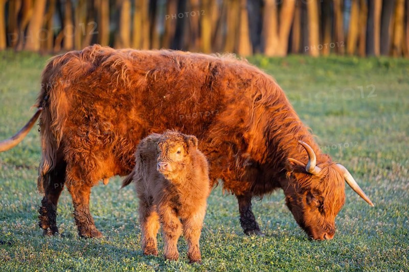 A highland cow (Bos primigenius taurus) suckles her calf
