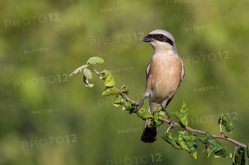 Red-backed Shrike (Lanius collurio) perched on a branch, Poland