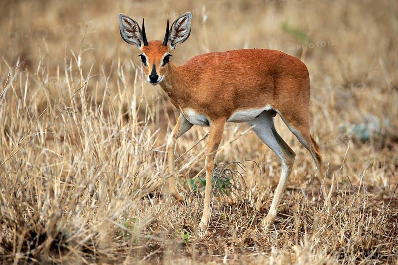 Steenbok (Raphicerus campestris), adult, male, running, foraging, alert, dwarf antelope, Kruger National Park, Kruger National Park, Kruger National Park South Africa