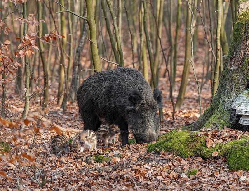 Wild boar, wild boar (Sus scrofa), a wild goat and young boar looking for food in the forest, Germany