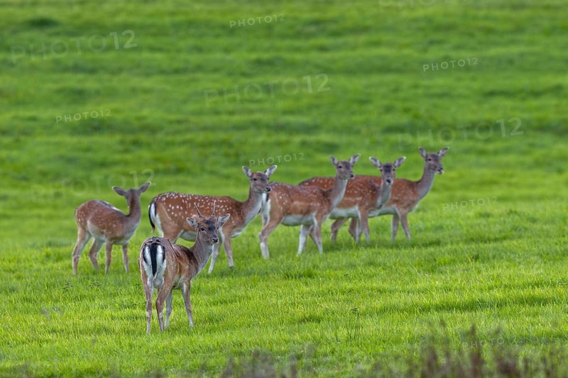 A fallow deer spike (Dama dama) and five fallow deer have moved onto a grazing area in the evening, the animals are still wearing their strikingly spotted summer coats, September, Germany