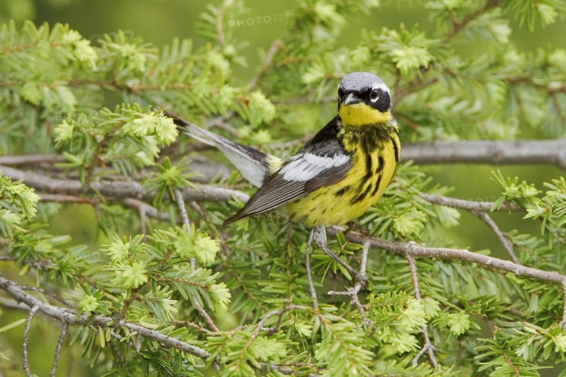 Magnolia Warbler (Setophaga magnolia), Ontario, Canada