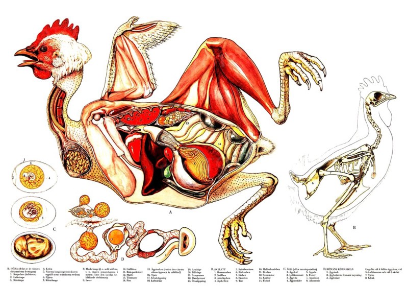 Educational board depicting the structure of a chicken and its reproductive system, reproduction of a historical school painting, wall painting or teaching board, authentic, exact date unknown