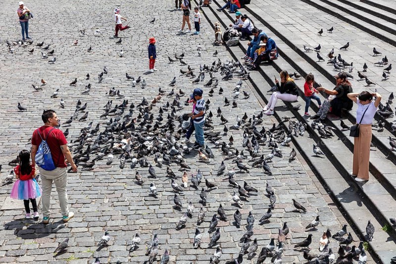 Pigeons, Plaza de San Francisco, Quito, Ecuador